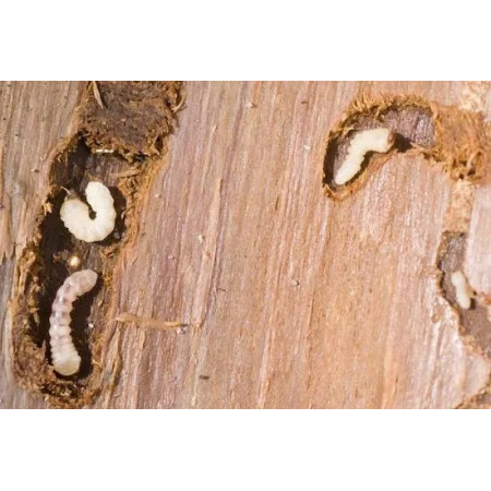 Συντηρητικό - Παρασιτοκτόνο ξύλου για την εξάλειψη των εντόμων και τερμιτών εξολοθρεύει αποτελεσματικά το σαράκι που προσβάλει τα ξύλα 150ml XYLOFARM AQUA KILLER MERCOLA 5544