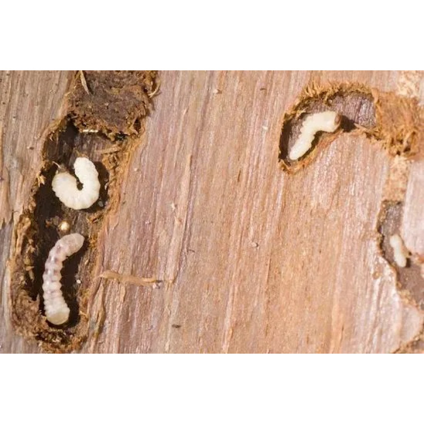Συντηρητικό - Παρασιτοκτόνο ξύλου για την εξάλειψη των εντόμων και τερμιτών εξολοθρεύει αποτελεσματικά το σαράκι που προσβάλει τα ξύλα 750ml XYLOFARM AQUA KILLER MERCOLA 5545